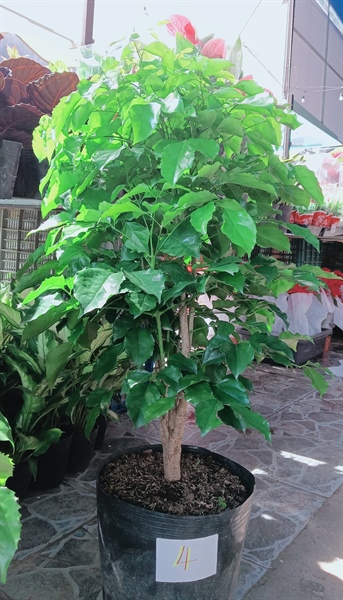 CÂY HẠNH PHÚC