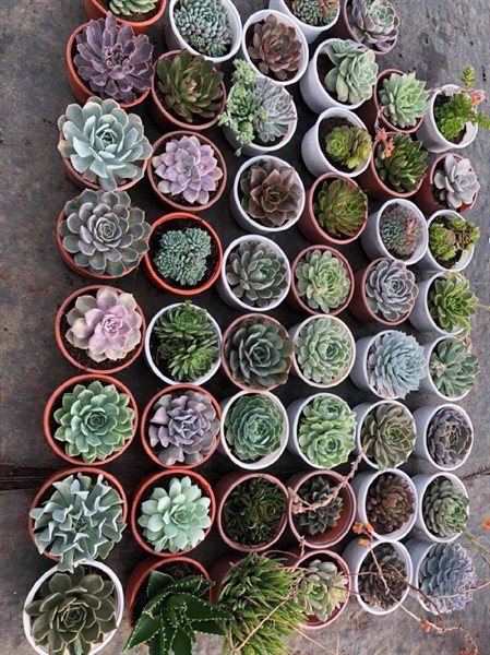 CÂY SEN ĐÁ SIZE TÔ