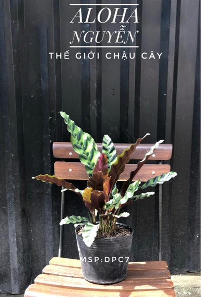 CÂY ĐUÔI PHỤNG C7