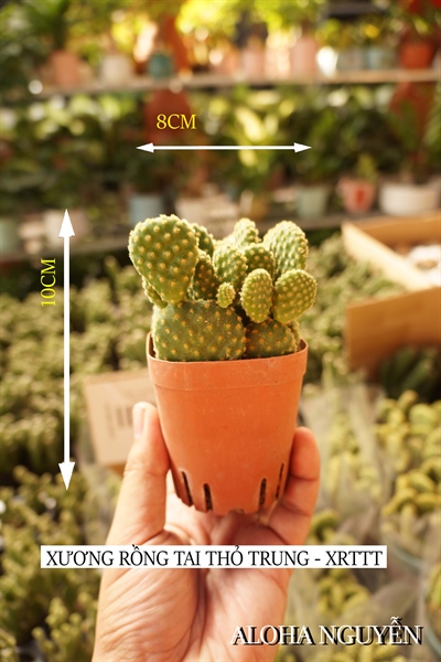 CÂY XƯƠNG RỒNG TAI THỎ SIZE TRUNG (THÙNG 54CÂY)