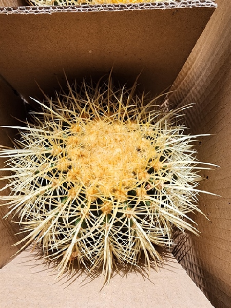 XƯƠNG RỒNG KIM HỔ (THÙNG 8 CÂY)