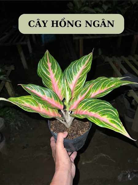 CÂY HỒNG NGÂN