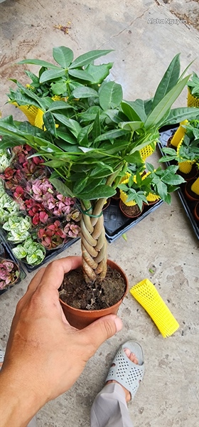 KIM NGÂN BÍNH (THÙNG 35 CÂY)