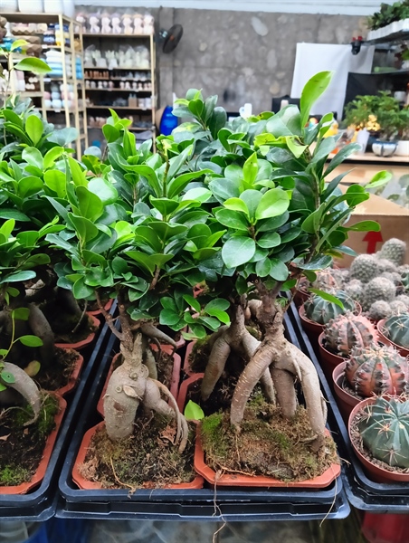 ĐA LỘC BONSAI CHẬU CHỮ NHẬT (CÂY SI THÙNG 60 CÂY)