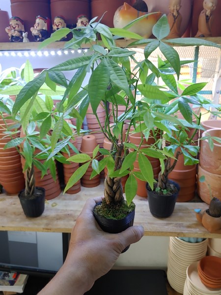 CÂY KIM NGÂN BÍNH VN