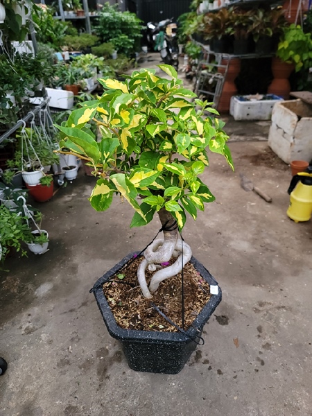 CÂY BÔNG GIẤY LỚN