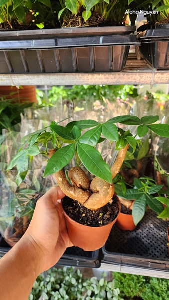 CÂY KIM NGÂN NƠ NHỎ ( THÙNG 40 CÂY)