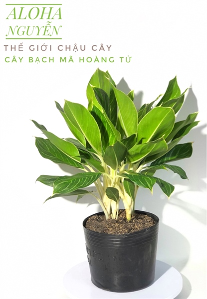 CÂY BẠCH MÃ HOÀNG TỬ LỚN