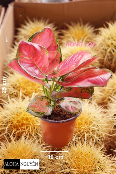 CÂY HỒNG LỘC ĐỎ MINI (THÙNG 50 CÂY )