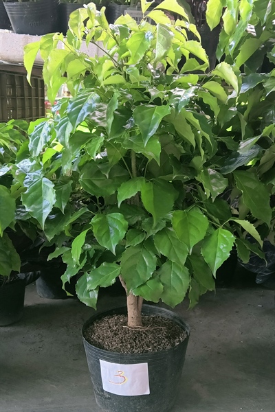 CÂY HẠNH PHÚC