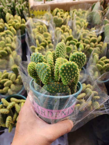 CÂY XƯƠNG RỒNG TAI THỎ LỚN (THÙNG 24 CÂY)