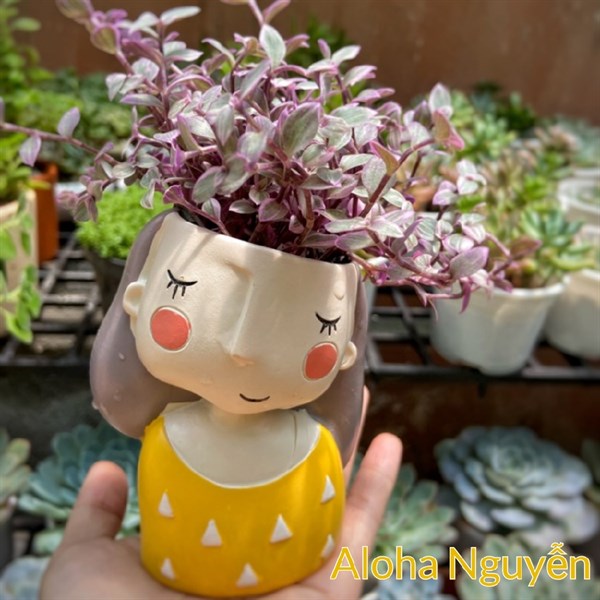 CHẬU CÔ GÁI ÁO VÀNG