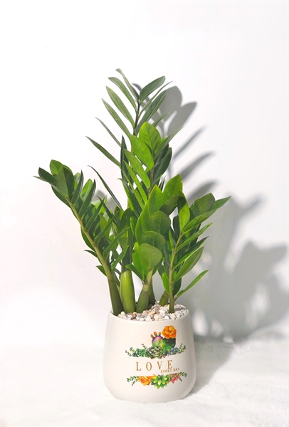 CHẬU LÊ S1 MIX KIM TIỀN