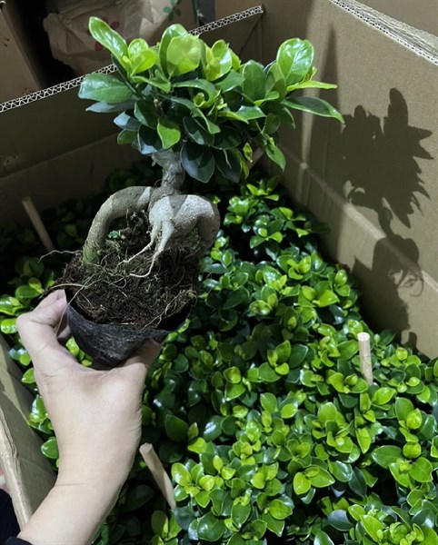 CÂY ĐA LỘC (THÙNG 60 CÂY)