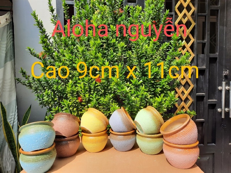 CHẬU HỦ NHÁM ( CAO 9CM X NGANG 11CM)