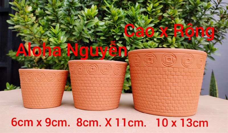 CHẬU VÓT ĐỒNG TIỀN