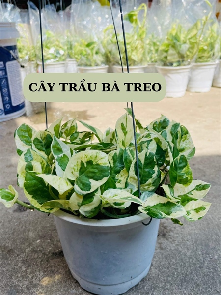 CÂY TRẦU BÀ CẨM THẠCH