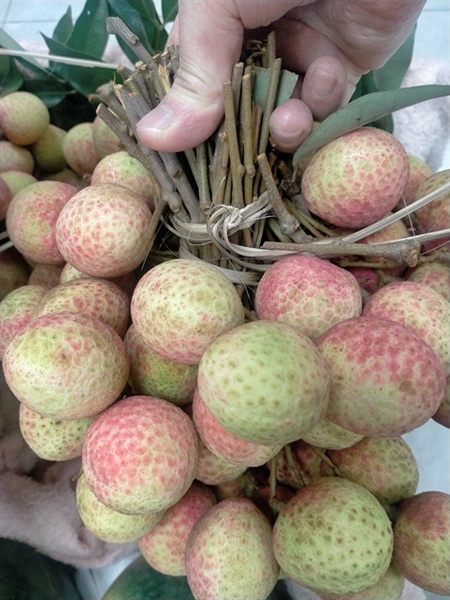 Vải U Hồng