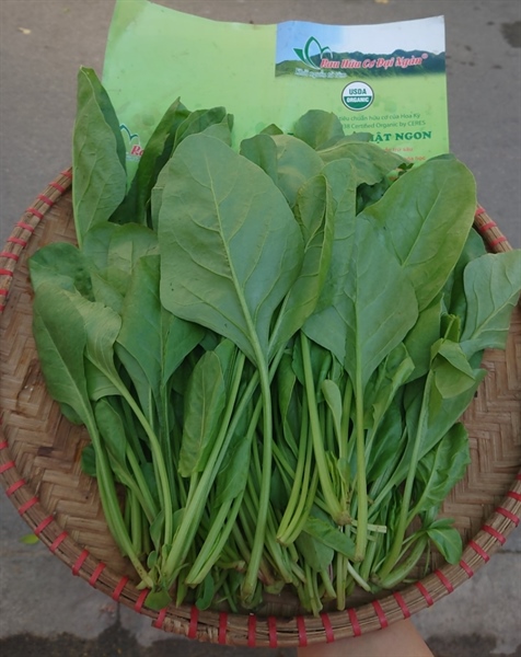 Rau Cải Bó Xôi - Đại Ngàn