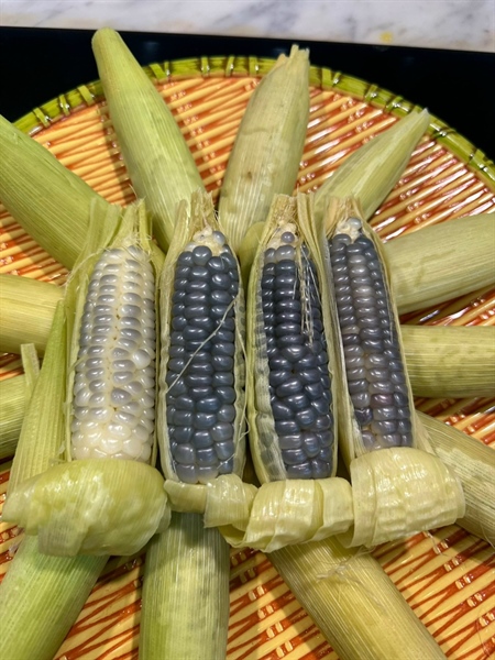 Ngô Nếp Tí Hon - Điện Biên