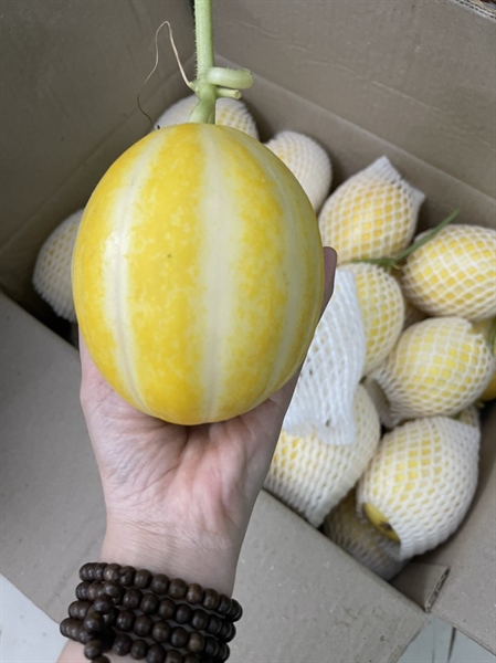 Dưa Lê Hàn Quốc