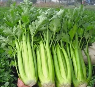 Cần Mỹ- Đà Lạt