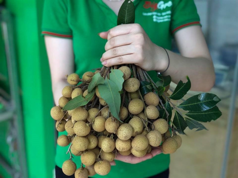 Nhãn Lồng - Sông Mã