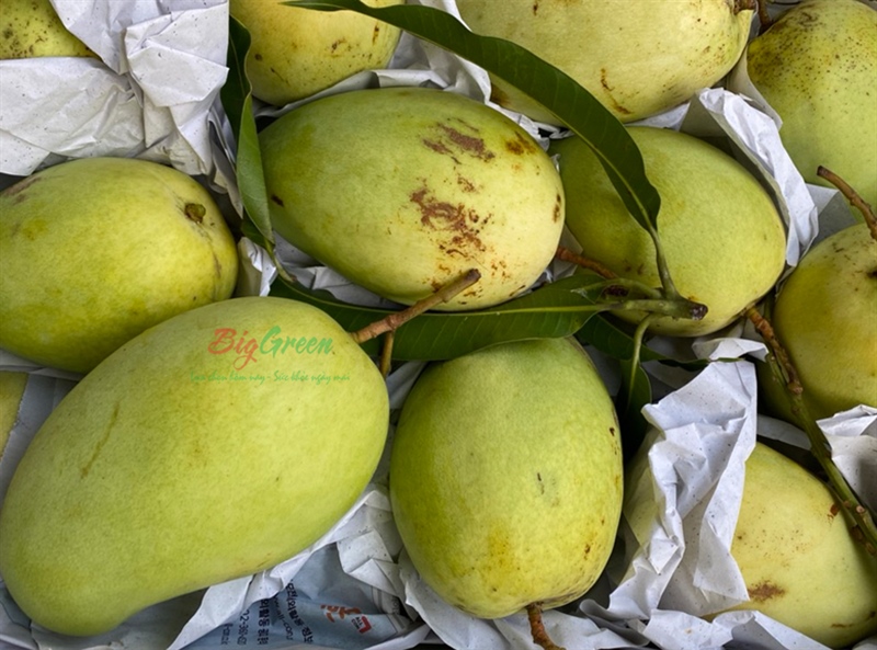 Xoài Tứ Quý Rám Cần Thơ