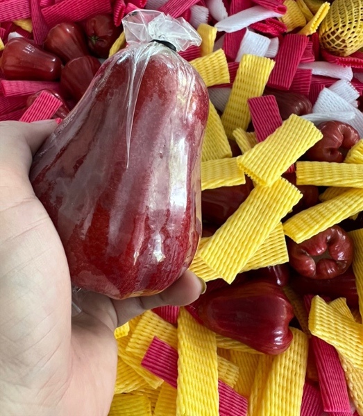 Roi Đỏ An Phước