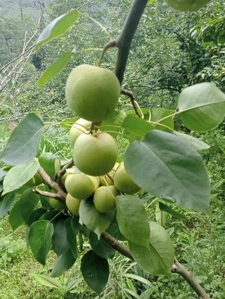 Qủa Lê Tai Nung