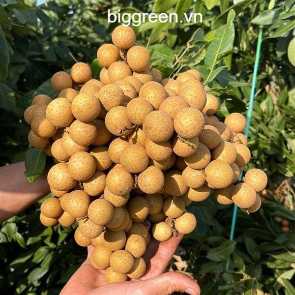 Nhãn Lồng Sớm - Hưng Yên
