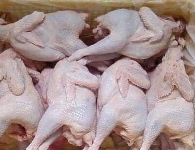 GÀ DAI 鶏🐓