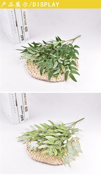 LÁ BẠCH ĐÀN KÉP