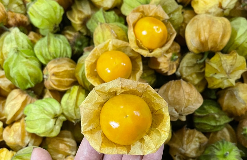 Quả thù lù Nam Mỹ