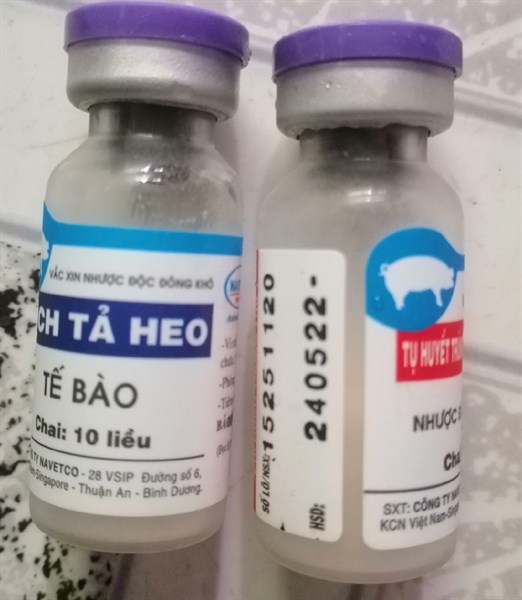 Bộ 3 Heo