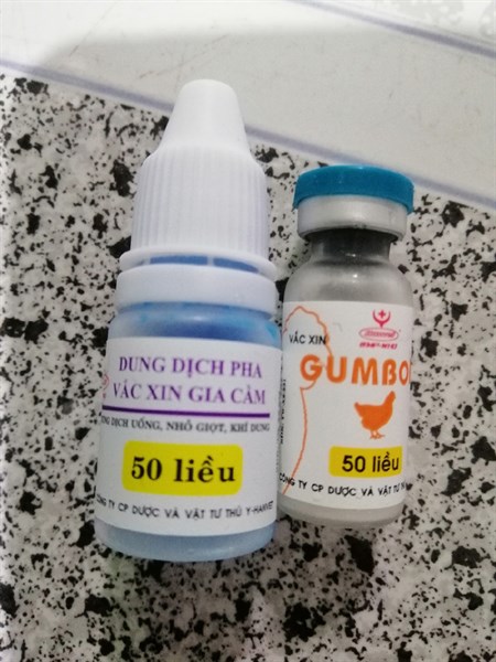 Gumboro 50 liều uống