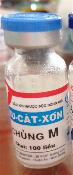 NIU- CÁT- XƠN M 100 Liều tiêm 9 35 ngày- 2 tháng)