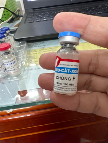 NIU-CÁT-XƠN F 100 liều ( uống 3-14 ngày)