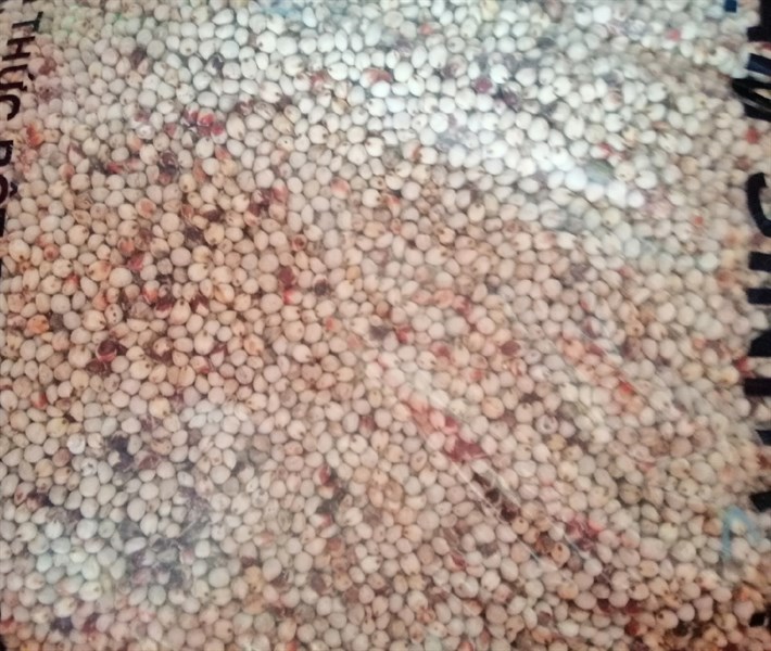HẠT BO TRẮNG