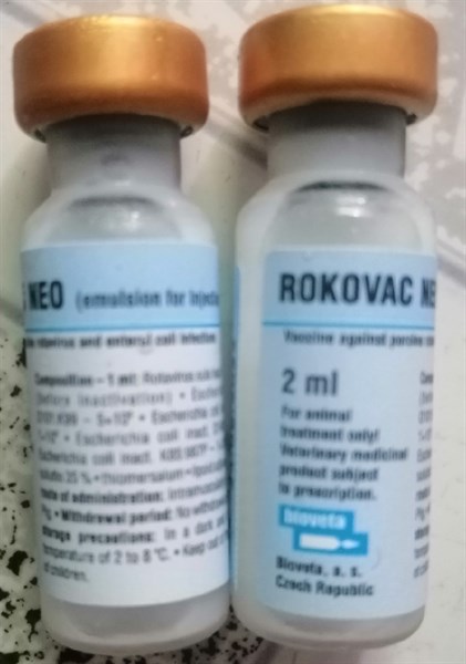 Ecoli nái Mỹ ( 1 Liều)