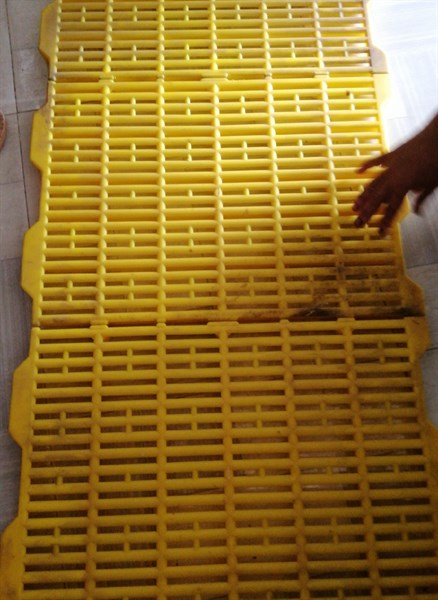 SÀNG NHỰA VÀNG TỐT 40X60