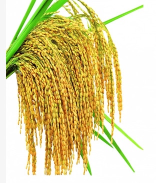 LÚA Thường