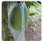 Bao Mít lưới cước trắng