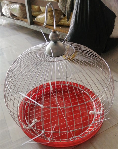 LỒNG CU BÍ NHỎ