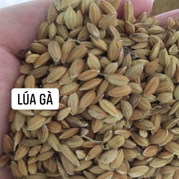 Lúa gà