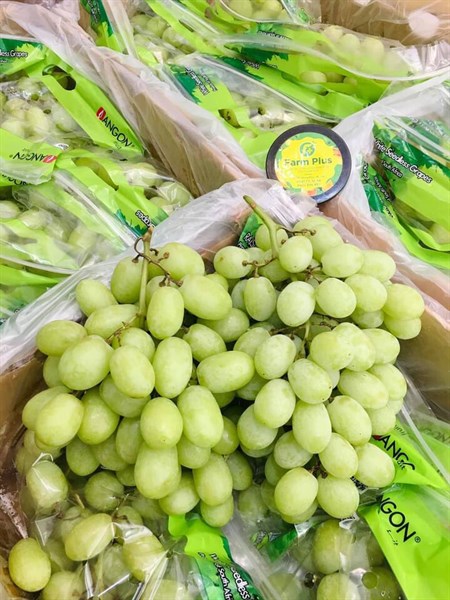 Nho Xanh Không Hạt Autumn Crisp ANGON Nam Phi