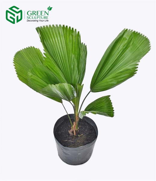 product-image-preview