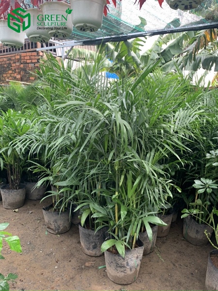 product-image-preview