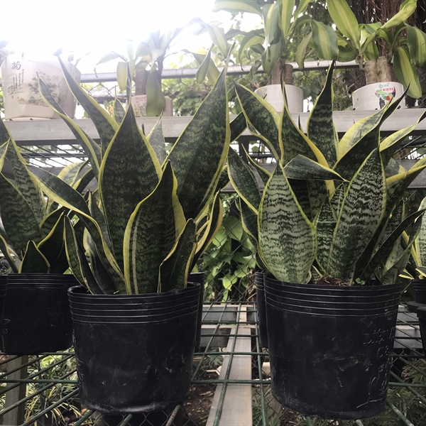 product-image-preview