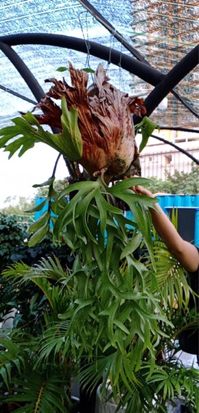 Ổ rồng - Green Sculpture